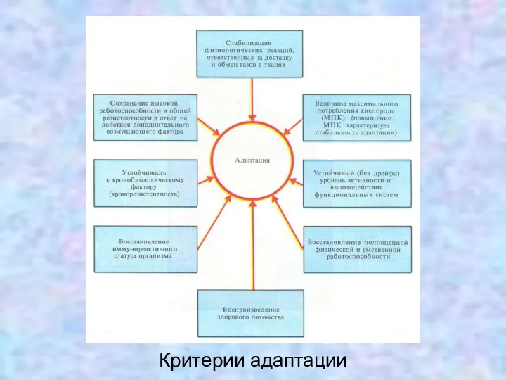 Критерии адаптации