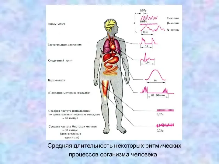 Средняя длительность некоторых ритмических процессов организма человека