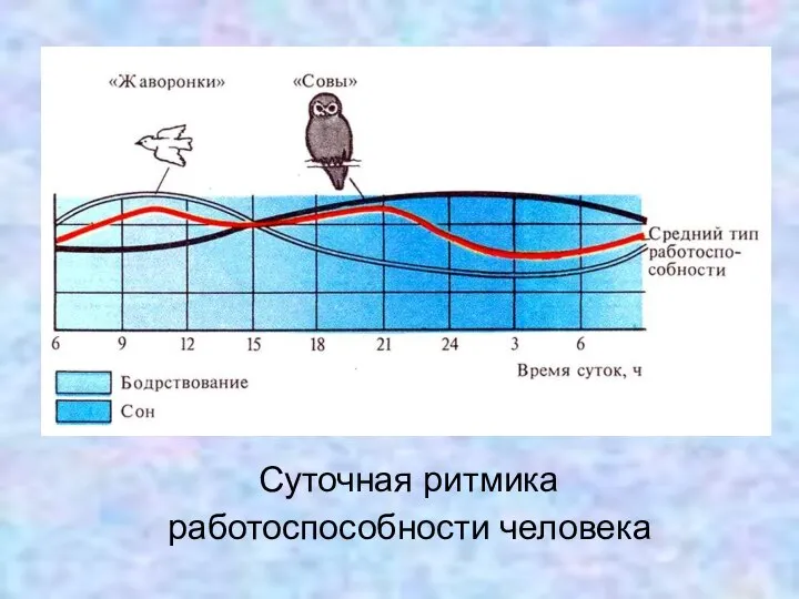 Суточная ритмика работоспособности человека