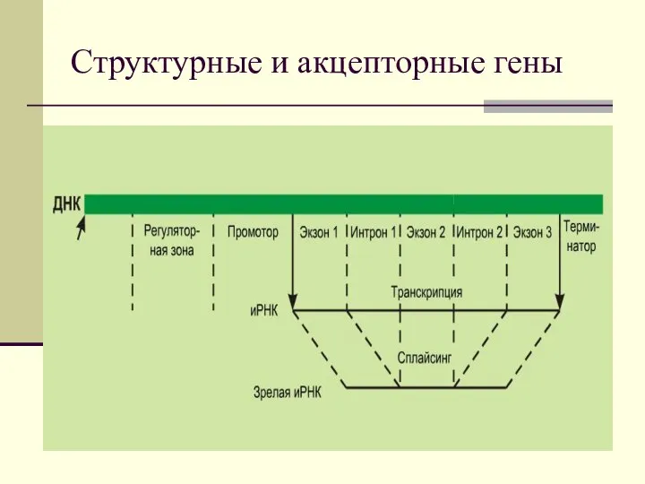 Структурные и акцепторные гены