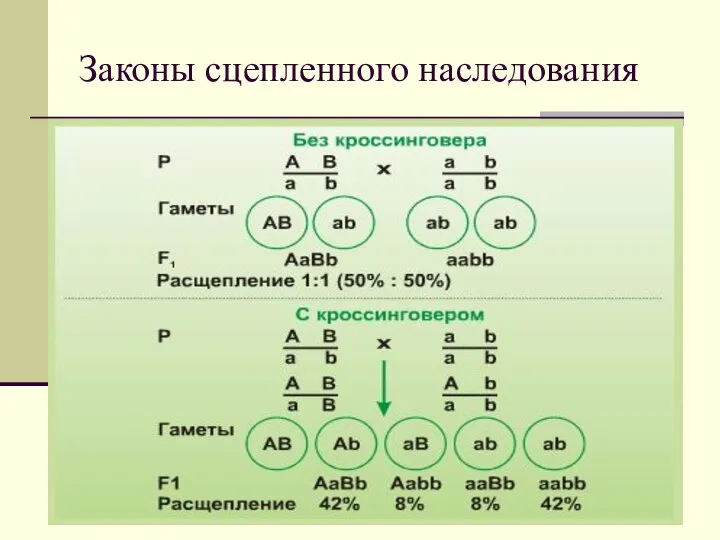 Законы сцепленного наследования