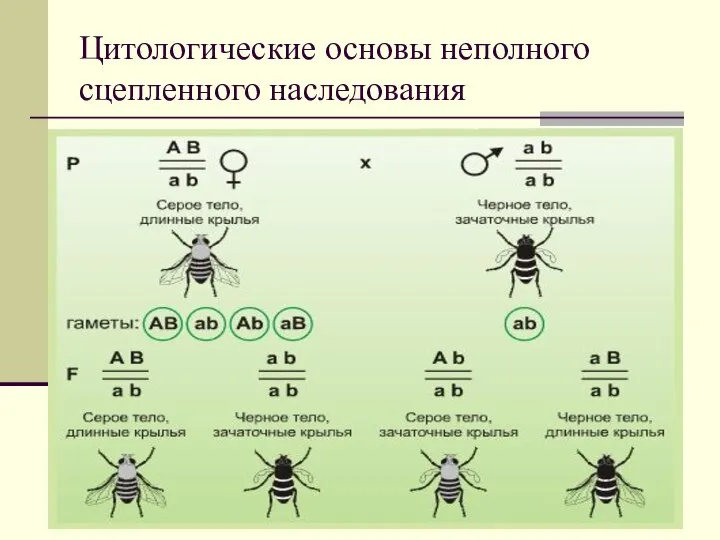 Цитологические основы неполного сцепленного наследования