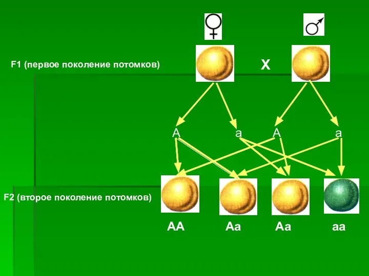 F1 (первое поколение потомков) Х А а А а F2 (второе