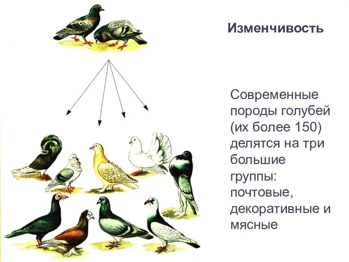 Современные породы голубей (их более 150) делятся на три большие группы: почтовые, декоративные и мясные Изменчивость