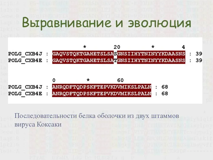 Выравнивание и эволюция Последовательности белка оболочки из двух штаммов вируса Коксаки