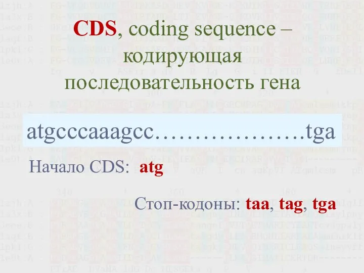 CDS, coding sequence – кодирующая последовательность гена atgcccaaagcc……………….tga Начало CDS: atg Стоп-кодоны: taa, tag, tga