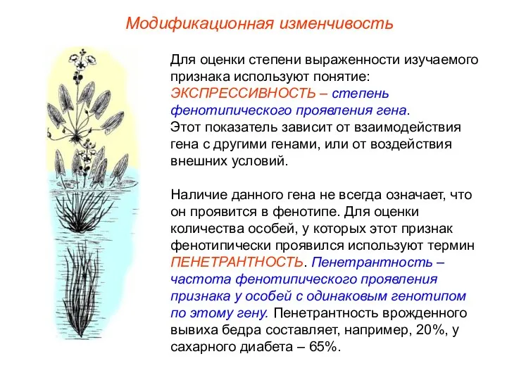 Модификационная изменчивость Для оценки степени выраженности изучаемого признака используют понятие: ЭКСПРЕССИВНОСТЬ