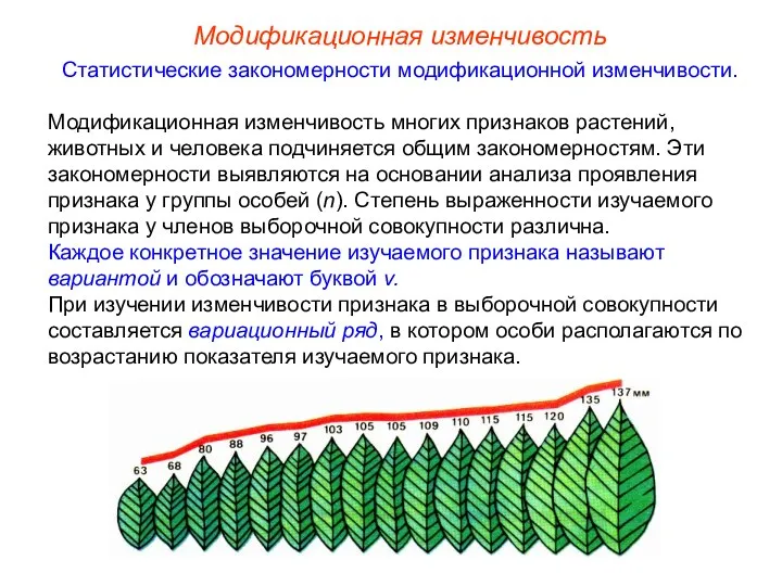 Модификационная изменчивость Статистические закономерности модификационной изменчивости. Модификационная изменчивость многих признаков растений,