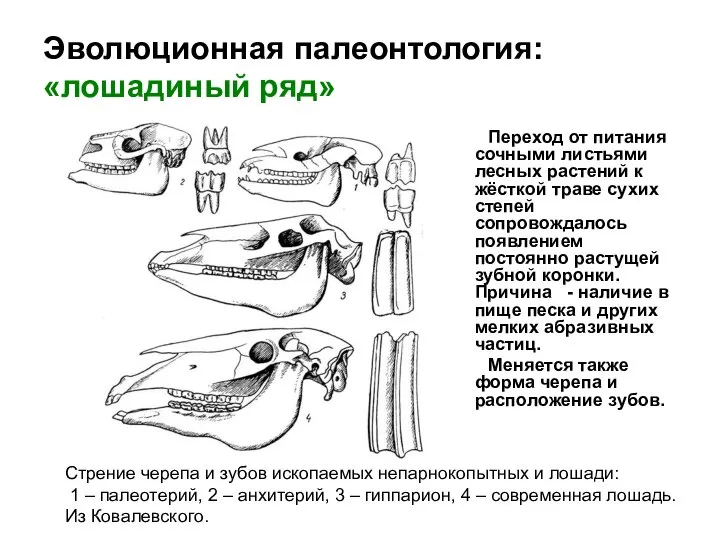 Эволюционная палеонтология: «лошадиный ряд» Переход от питания сочными листьями лесных растений