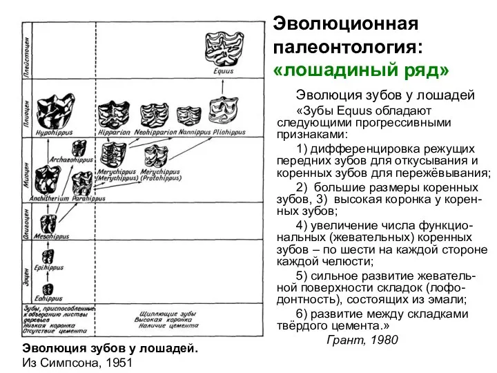 Эволюционная палеонтология: «лошадиный ряд» Эволюция зубов у лошадей «Зубы Equus обладают