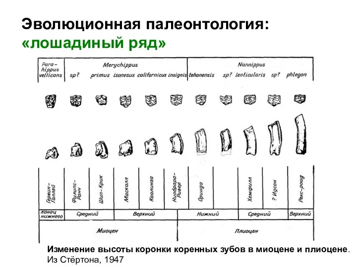 Эволюционная палеонтология: «лошадиный ряд» Изменение высоты коронки коренных зубов в миоцене и плиоцене. Из Стёртона, 1947