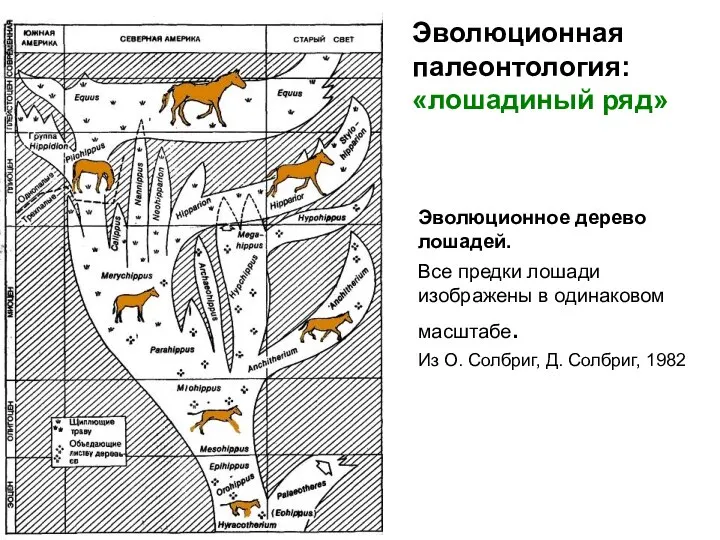 Эволюционное дерево лошадей. Все предки лошади изображены в одинаковом масштабе. Из