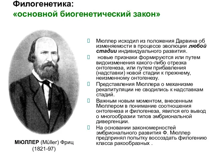 Филогенетика: «основной биогенетический закон» Мюллер исходил из положения Дарвина об изменяемости