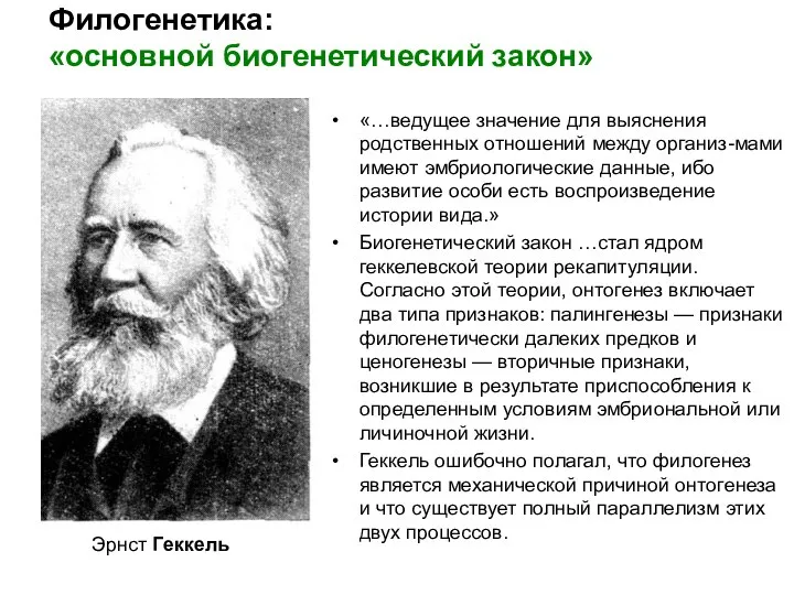 Филогенетика: «основной биогенетический закон» Эрнст Геккель «…ведущее значение для выяснения родственных