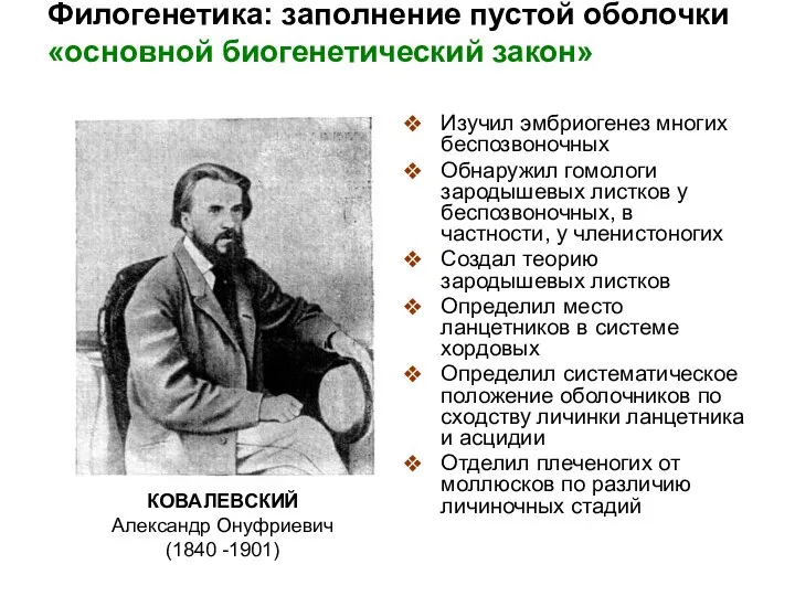 Филогенетика: заполнение пустой оболочки «основной биогенетический закон» Изучил эмбриогенез многих беспозвоночных