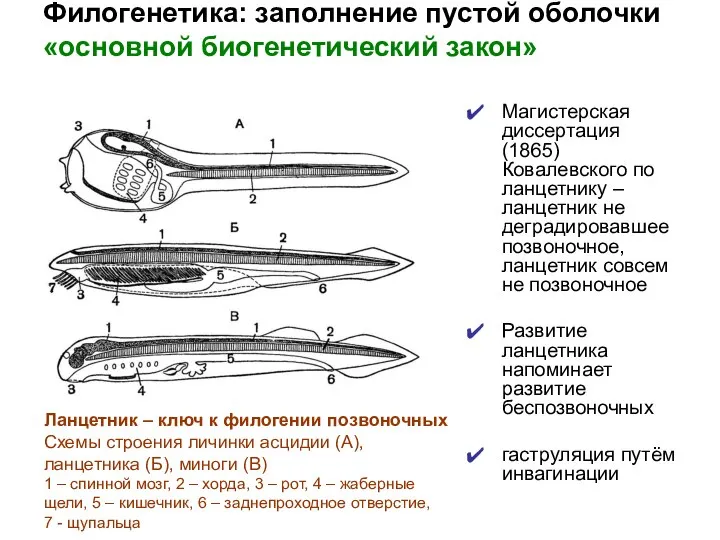 Филогенетика: заполнение пустой оболочки «основной биогенетический закон» Магистерская диссертация (1865) Ковалевского