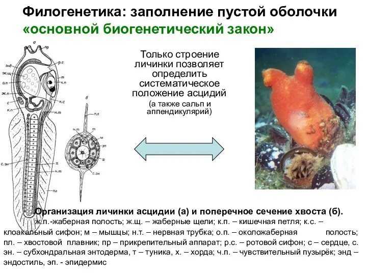 Филогенетика: заполнение пустой оболочки «основной биогенетический закон» Только строение личинки позволяет