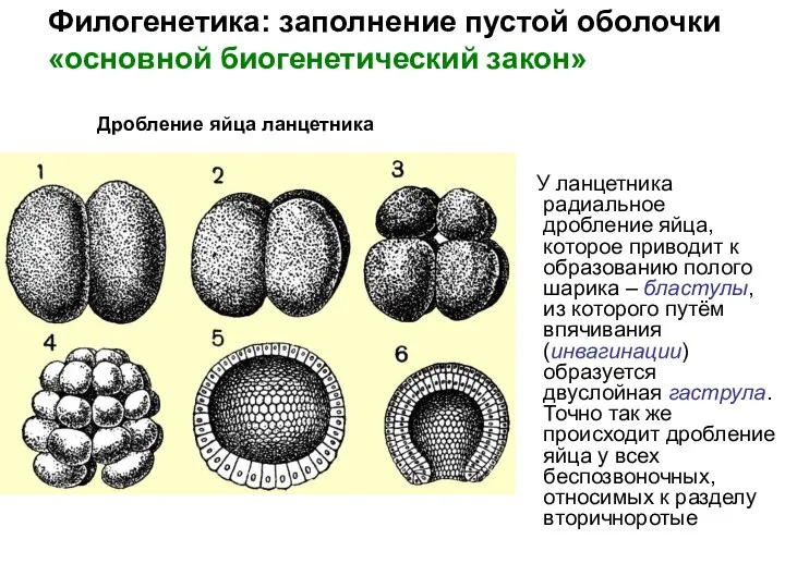 У ланцетника радиальное дробление яйца, которое приводит к образованию полого шарика