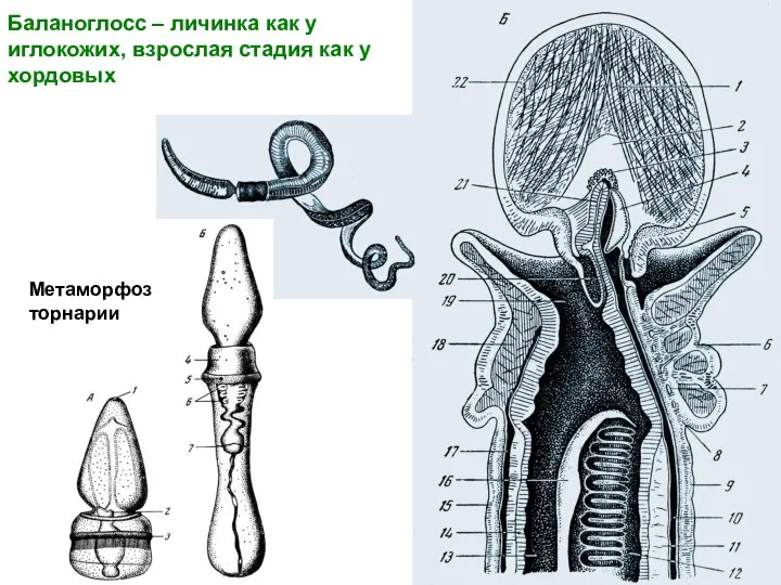 Баланоглосс – личинка как у иглокожих, взрослая стадия как у хордовых Метаморфоз торнарии