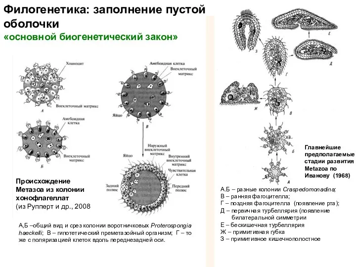 Филогенетика: заполнение пустой оболочки «основной биогенетический закон» Главнейшие предполагаемые стадии развития