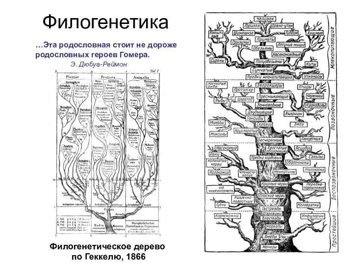 Филогенетика Филогенетическое дерево по Геккелю, 1866 …Эта родословная стоит не дороже родословных героев Гомера. Э. Дюбуа-Реймон