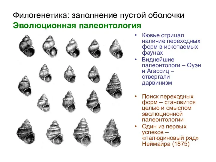 Филогенетика: заполнение пустой оболочки Эволюционная палеонтология Кювье отрицал наличие переходных форм