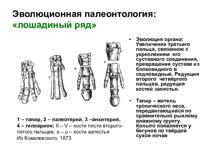 Эволюционная палеонтология: «лошадиный ряд» Эволюция органа: Увеличение третьего пальца, связанное с