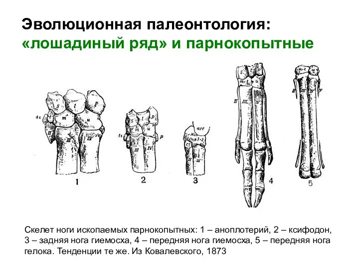 Эволюционная палеонтология: «лошадиный ряд» и парнокопытные Скелет ноги ископаемых парнокопытных: 1