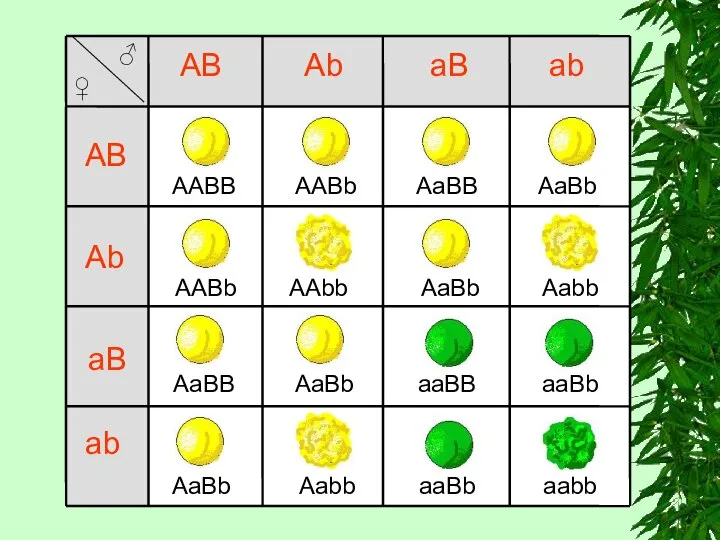 AABB AB Ab aB ab AB Ab aB ab AABb AaBB