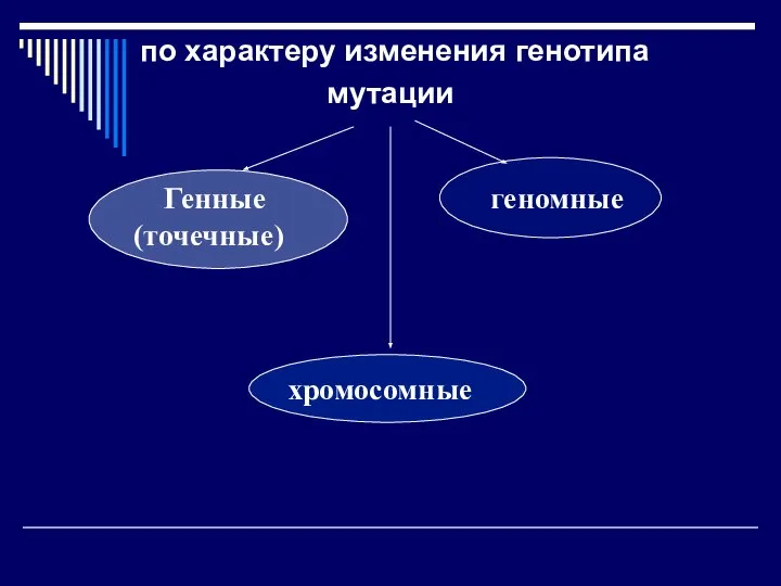 по характеру изменения генотипа мутации Генные (точечные) геномные хромосомные