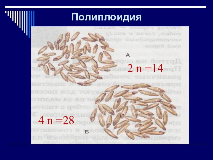 Полиплоидия 2 n =14 4 n =28