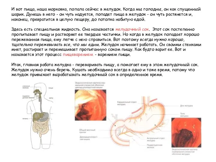 И вот пища, наша морковка, попала сейчас в желудок. Когда мы