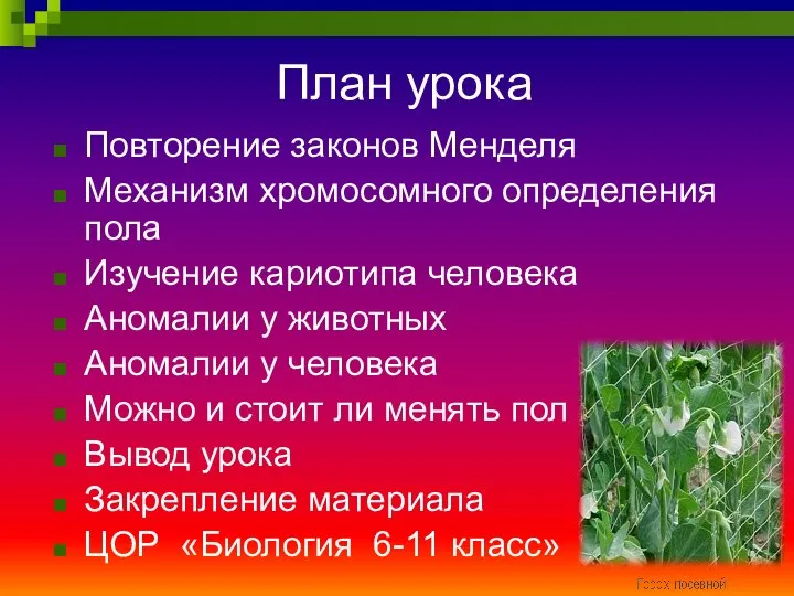 План урока Повторение законов Менделя Механизм хромосомного определения пола Изучение кариотипа