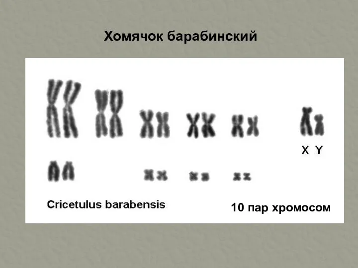 Хомячок барабинский 10 пар хромосом