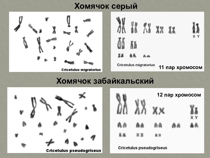 Хомячок серый Хомячок забайкальский 11 пар хромосом 12 пар хромосом