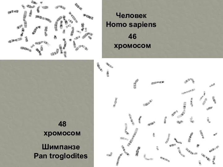 Человек Homo sapiens Шимпанзе Pan troglodites 46 хромосом 48 хромосом