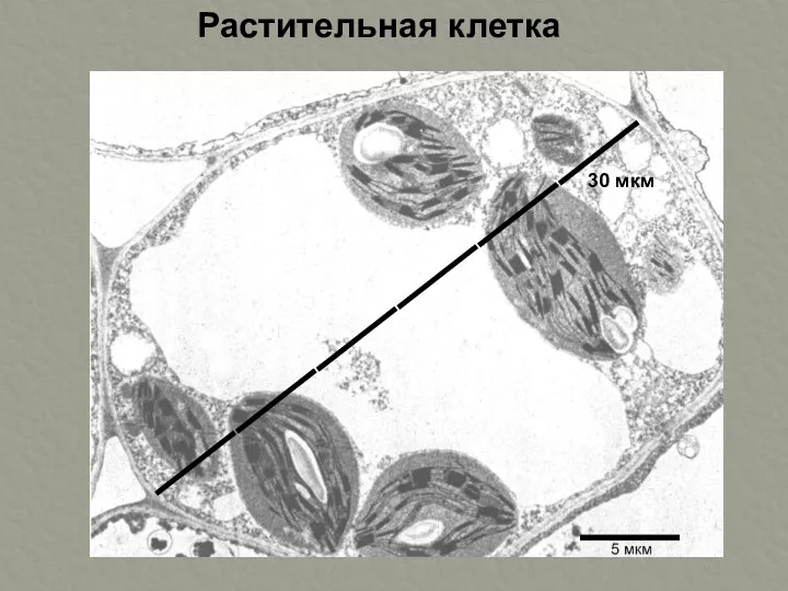 Растительная клетка 30 мкм