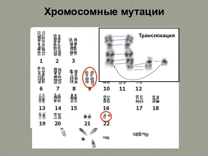 Хромосомные мутации Транслокация