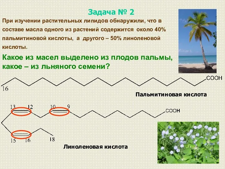 Пальмитиновая кислота Линоленовая кислота При изучении растительных липидов обнаружили, что в