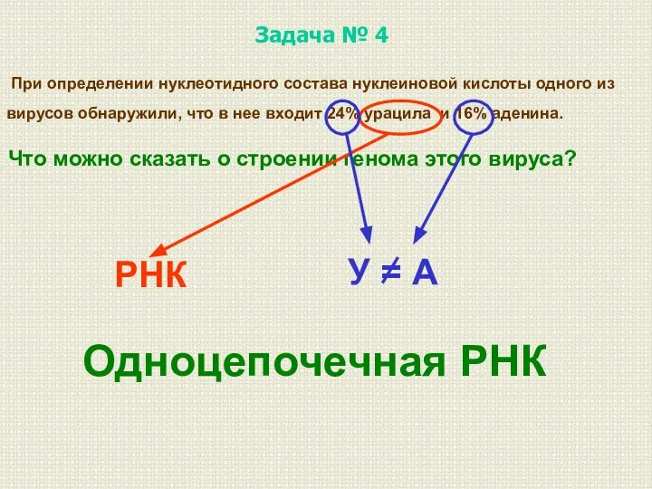 При определении нуклеотидного состава нуклеиновой кислоты одного из вирусов обнаружили, что