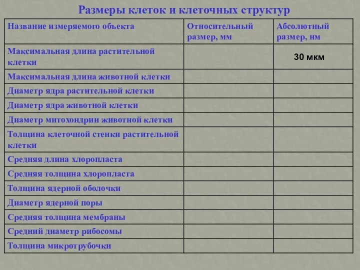 Размеры клеток и клеточных структур 30 мкм