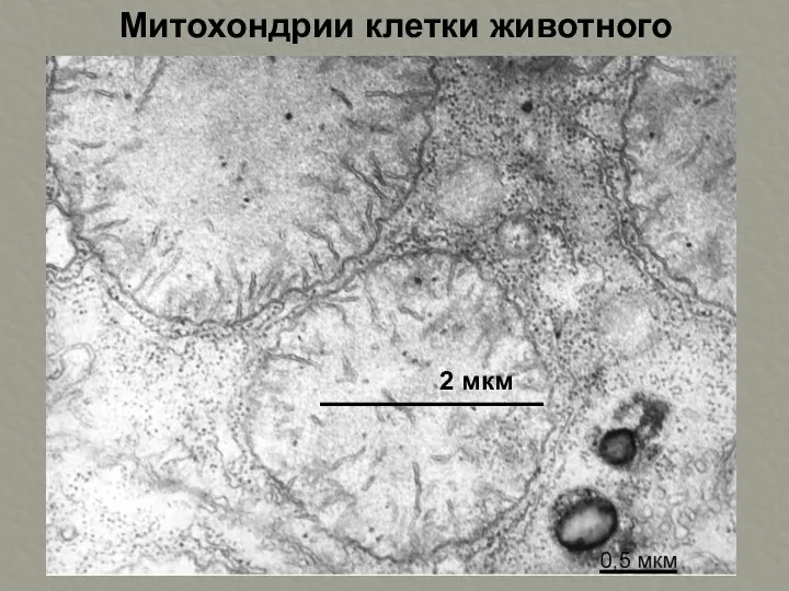 Митохондрии клетки животного 2 мкм