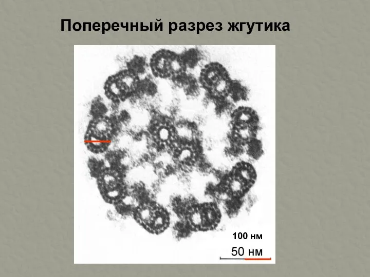 Поперечный разрез жгутика 100 нм