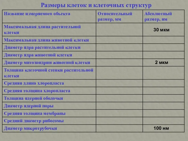 Размеры клеток и клеточных структур 30 мкм 2 мкм 100 нм