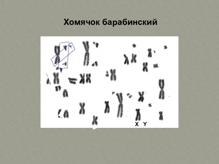 X Y Хомячок барабинский