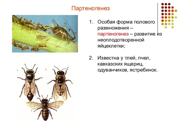 Партеногенез Особая форма полового размножения – партеногенез – развитие из неоплодотворенной