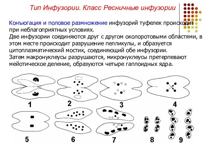 Конъюгация и половое размножение инфузорий туфелек происходит при неблагоприятных условиях. Две