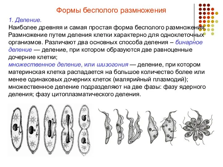 Формы бесполого размножения 1. Деление. Наиболее древняя и самая простая форма