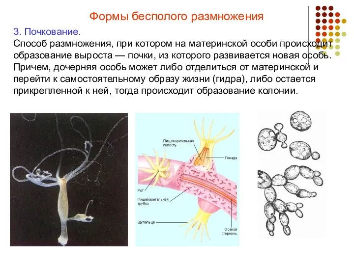 Формы бесполого размножения 3. Почкование. Способ размножения, при котором на материнской