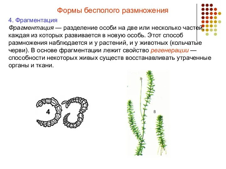 Формы бесполого размножения 4. Фрагментация Фрагментация — разделение особи на две